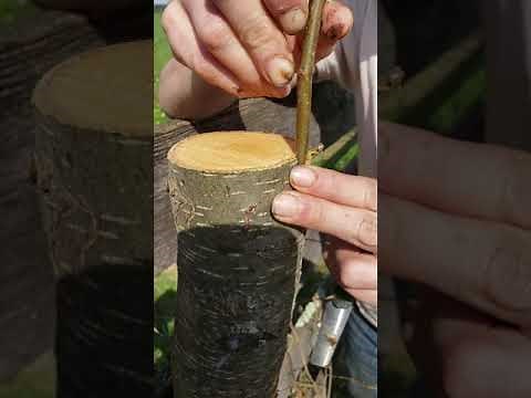 Turning a Bradford pear tree into an edible pear through topworking.