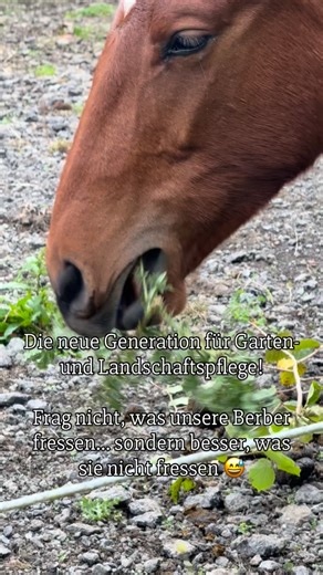 Ask for a horse - Take a barbe ! Autumn time means the best Choice of Food within the year. #horsesofinstagram #foalsofinstagram #warhorse #chevalbarbearabe #horsebreeding #berberpferd #roanhorse #馬の飼育 #馬 #子馬 #軍馬 #战马 #马的繁殖 #驹子 #马 #chevalbarbe #horsebreeding #chevalpassion #berberzucht #berbere #original #berberpferd #aufzucht | Élevage D'Ivoire