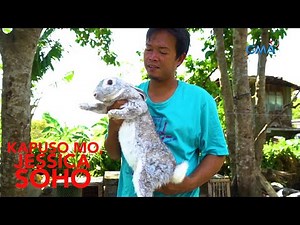 Kapuso Mo, Jessica Soho: Giant bunnies!