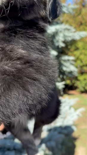 🐾 Meet Sable 🔥— a tiny heart full of hope! 🐾 Sable is a sweet little girl, almost 2 months old. Her devoted mom, Aya Runa, takes loving care of her and her 7 surviving puppies — all born under a shed, where life began in the toughest of places. After Aya’s rescue story, it’s time to introduce each of her babies individually — and now it’s Sable’s turn. 💛 We don’t know who the fathers are, but we do know her mom — a medium-sized, gentle, and devoted dog. Judging by Sable’s appearance, her stu