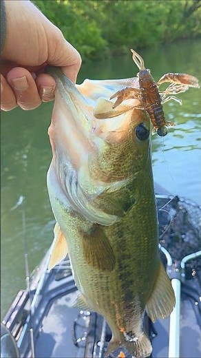 Tackle-Max Craw helped me catch this beautiful river bass. Kayak Fishing From the CAJO Terra116