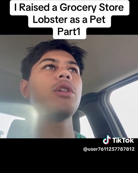 Raising a Grocery Store Lobster as a Unique Pet