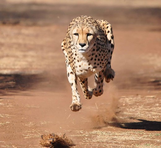 Discover How Long Cheetahs Can Run at Top Speed