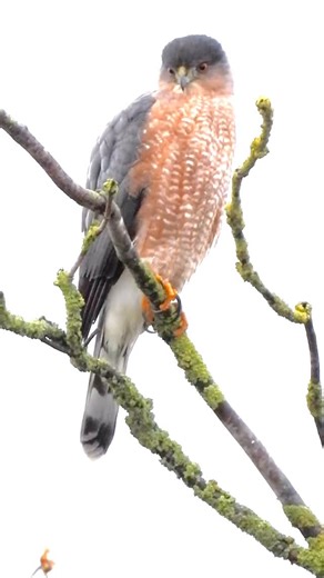 @birdwatching88 | #coopershawk #hawk #raptor #bird #birdwatching | Instagram