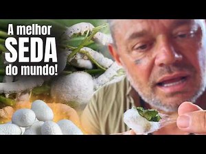 BICHO DA SEDA
