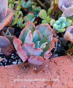 Pruning time ❤ | Succulents Box