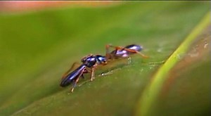 Black Ant-mimic Spider