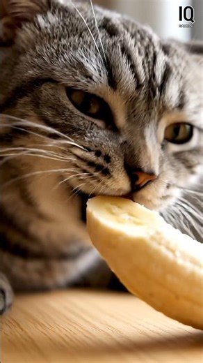 ASMR Cat Eating Fruit 🍌 | Crunchy, Clean, Satisfying #asmr #satisfying #shorts