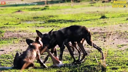 20 Scary Moment When Newborn Babies Become Prey For Predators Wildlife Documentary