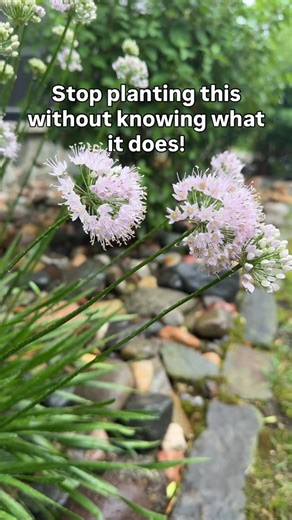 168 reactions · 6 comments | It’s not just a pretty bloom. Allium adds structure, height, and movement to your garden beds. It fills visual gaps. Draws the eye upward. And creates a natural focal point without taking over. Pollinators flock to it. Deer usually avoid it. And it comes back stronger each year. Allium is one of those plants that makes your garden look designed, even when you’re just figuring it out. | Wayside Gardens | Facebook