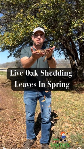 7K views · 86 reactions | There's nothing wrong with your oak tree. This is the time of year when they drop their leaves, but don’t worry—if you look closer, you’ll see they're also putting on new growth. #smithsgardentown #oaktrees #landscaping #gardening #treetok #trees #SpringIsHere #fallinspring #yellowoakleaves | Smith's Gardentown | Facebook