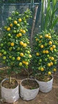 Lemon Tree From Cuttings to Fruit | Grow Lemon in Grow Bag | 1 Month Update