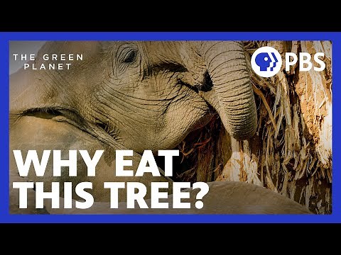 Why Do Elephants Eat These Trees? | The Green Planet | PBS