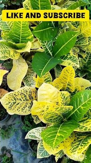 Croton types #viralshort #gardeningideas #crotonplantcare ‪@mydreamgarden_8411‬