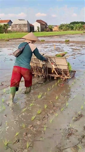 Planting Rice Doesn't Have to Use a Transplanter