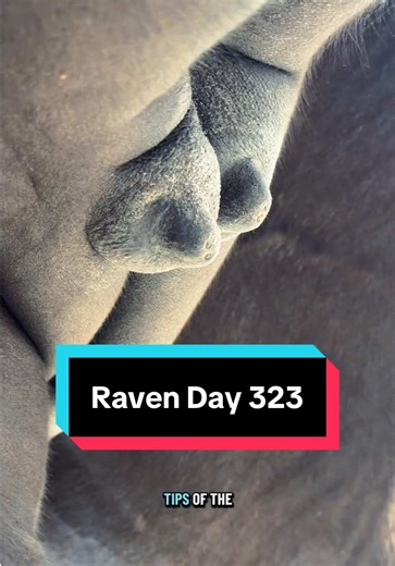 Raven's 323 Days of Pregnancy: Foaling Journey