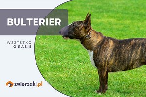 Bulterier – opis rasy, cena, charakterystyka | Zwierzaki