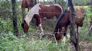 Horse, Pony, Mammal, Equine