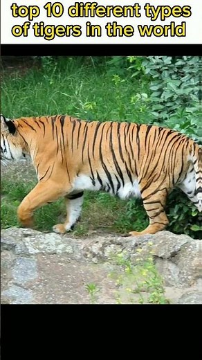 Top 10 Different Types of Tigers In The World