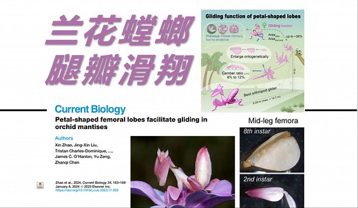 【文献速递】新知56 兰花螳螂滑翔有绝技 花状腿瓣属实立大功
