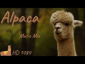 Relaxation Music - Alpaca Music Mix