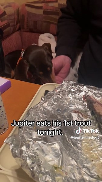 Jupiter's First Trout: A Fishing Adventure in Arizona