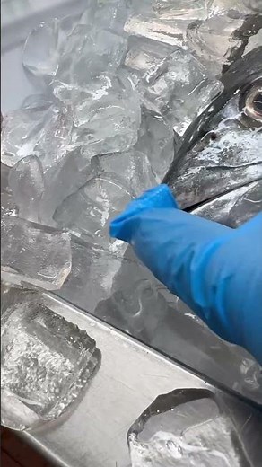 Here with the toothless fish 🦷