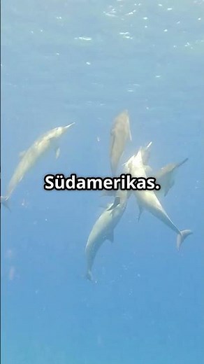 Faszinierende Welt der Delfine Der Schwarzdelfin! 🐬