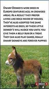Why Miniature Donkeys Act Exactly Like House Dogs 🫏🐶 (Forever Puppies!)