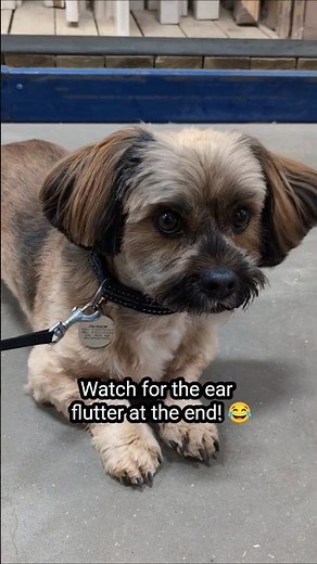 Watch his ears dance to The Cheese Tax song! #cheesetax #cheese