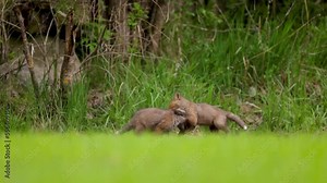 fox cubs playing fox puppies kittens playing on a field in finland red fox