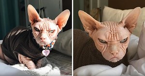 Meet Loki, A Cat Looking Even Grumpier Than Grumpy Cat