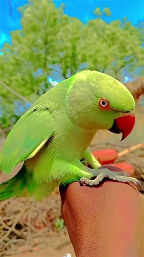 #parrot Parrot sound | Mithu mithu | Green ringneck parrot talking 🦜 #talkingparot #worldparrotday