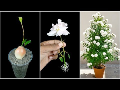 Using bud growing rose plant at home | Quick & effective guide