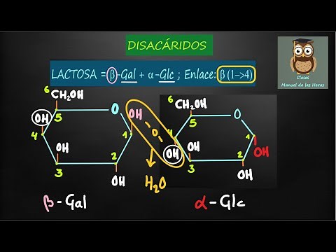 Disaccharide formulas: maltose, lactose, sucrose. Formation of the O-glycosidic bond. Biology.