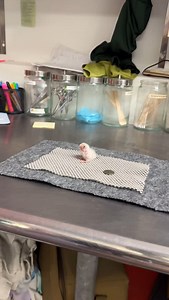 142K views · 564 reactions | Baby pygmy falcon is such a little cotton ball! ❤️梁 . . . #animals #birds #falcons #cuteanimals #cute | San Antonio Zoo | Facebook