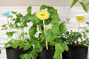 Create Your Own Retro Plant Markers (Free Printables!)