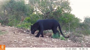 Check out our latest camera trap footage of Mowgli, a leopard who was rescued from a zoo last year and now lives at our big cat sanctuary at Shamwari Private Game Reserve. The footage reveals that Mowgli is very lively when no one is watching! It will take time for Mowgli to feel comfortable, so we are very respectful of his space and boundaries. Adopt the leopards who live at our sanctuary: https://www.bornfree.org.uk/adopt-a-leopard | Born Free Foundation