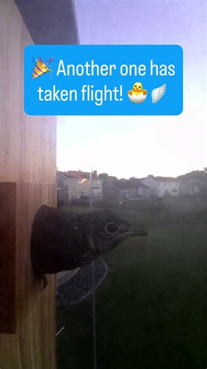 🎉 Another one has taken flight! 🐣🪽