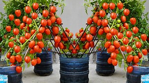 45K views · 1K reactions | I Turned Plastic Bottles Into A Delicious Tomato Garden | H&H Gardening Secrets | Facebook