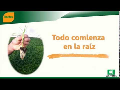 Rootex - Características y aplicaciones