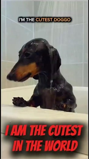 Cutest Dogs Compilation 🐶 Wait for the LAST PUP! | #shorts