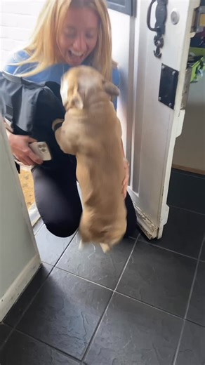 TJ & Duncan Tout on Instagram: "When you haven’t seen mum for a whole week 🐾 #dog #frenchie #frenchbulldog #dogs"