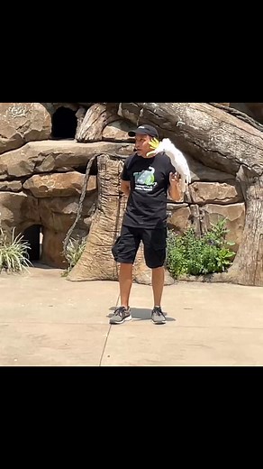 Sydney the Sulfur Crested Cockatoo says “goodbye” at the Cincinnati Zoo & Botanical Garden. | Edward Hummeldorf