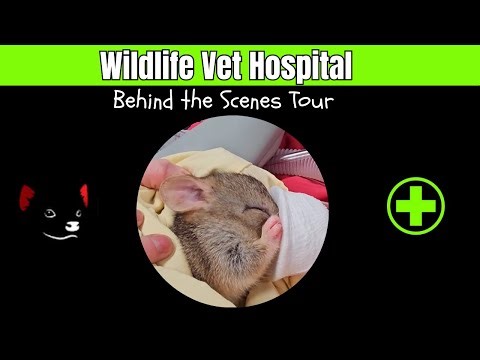 Watch Vets Save Tasmania's Most Endangered Species: Behind the Scenes Wildlife Hospital Tour