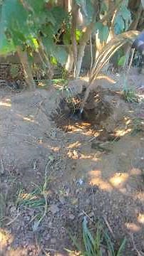 Why Did I Flood Out This Hole In The Chicken Coop? #chickencoop