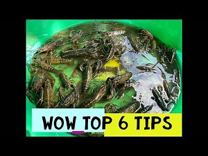 RED CLAW TOP 6 TIPS LAKE BREAK DOWN TO CATCHING RED CLAW IN QUEENSLAND YABBIES FISHING AUSTRALIA