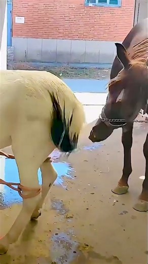 Raising Horses Every Day – Simple Country Life 510