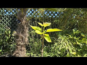 How to create a standard tree - Catalpa bignonioides