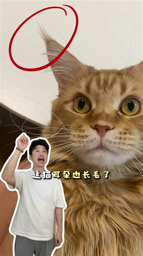 Master These 8 Cat Body Heat Myths! 🐾 Novice's Guide Cats PetCare